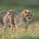 cheetahs walking during Tanzania photo tour
