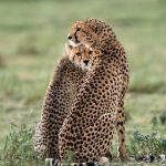 cheetah and cub photo Tanzania photo tour