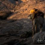 male lion in golden light Gol Kopjes photo Tanzania photo safari