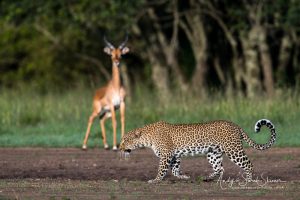leopard stalking impala in Maasai mara