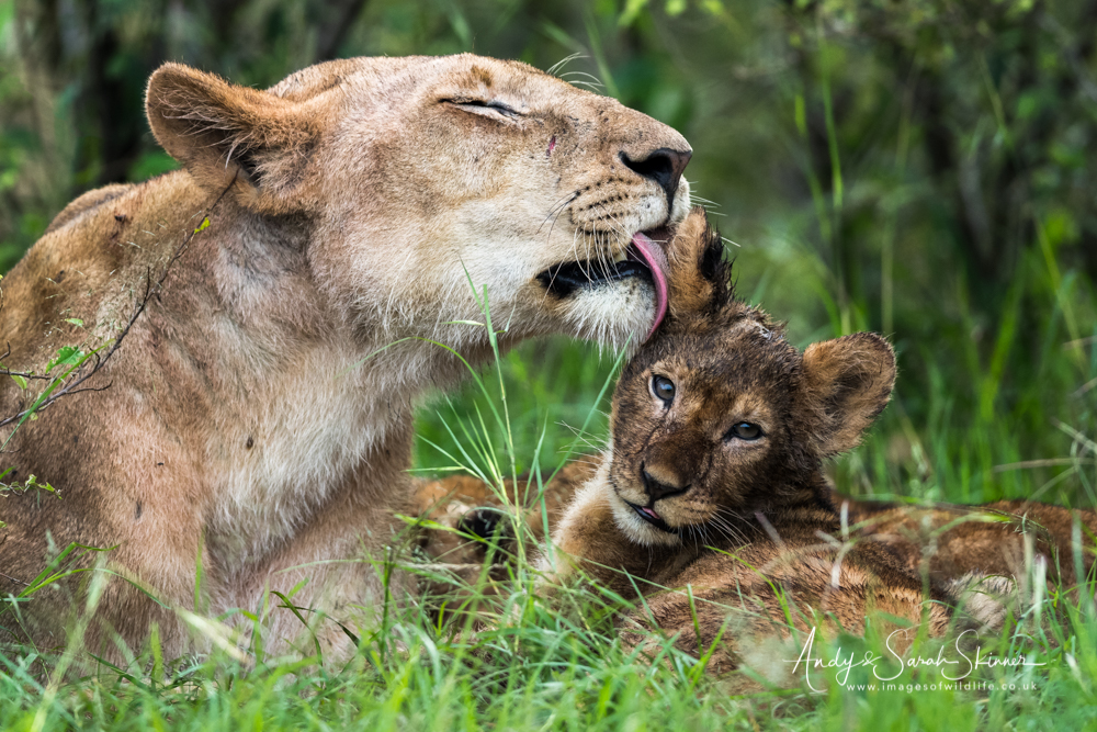 Maasai mara photo tour 