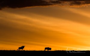 sunset and wildebeest Maasai Mara