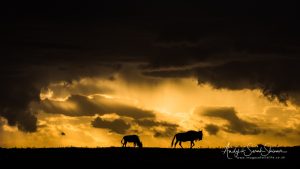 wildebeest at sunset Maasai mara
