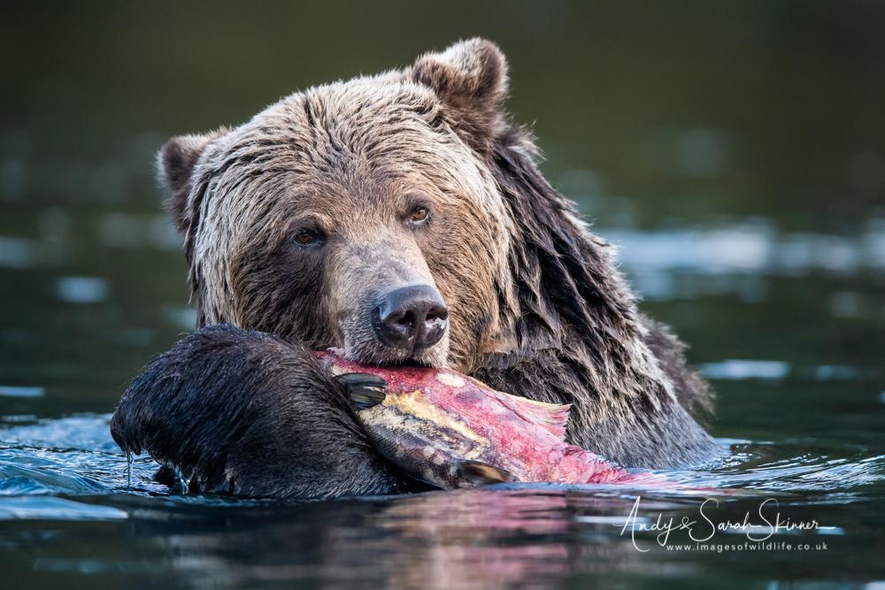 North American Wildlife images by Andy & Sarah Skinner
