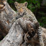 Botswana wildlife photo safari
