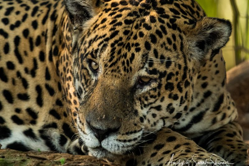 South American Mammals South American Mammals