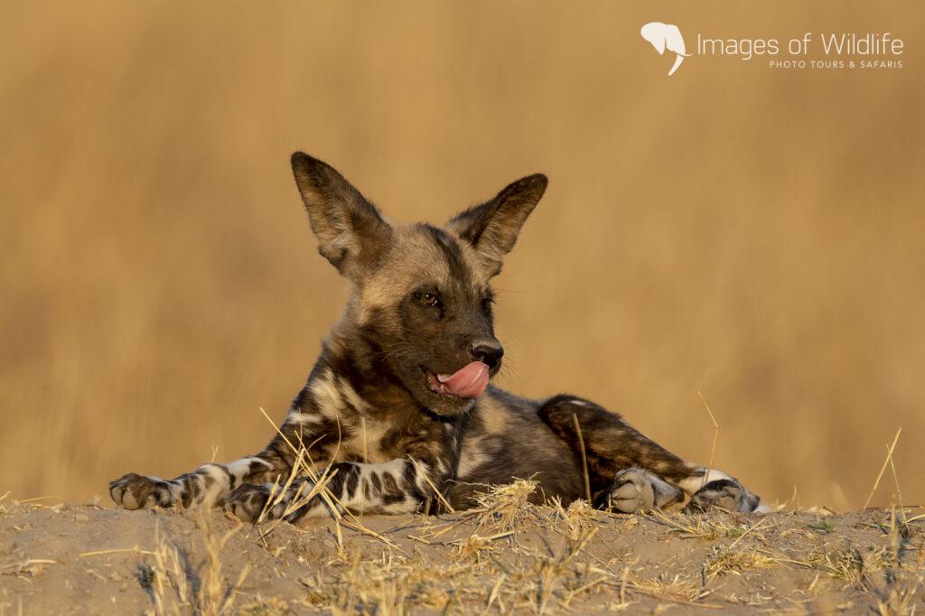 Moremi Wildlife Photography Safari