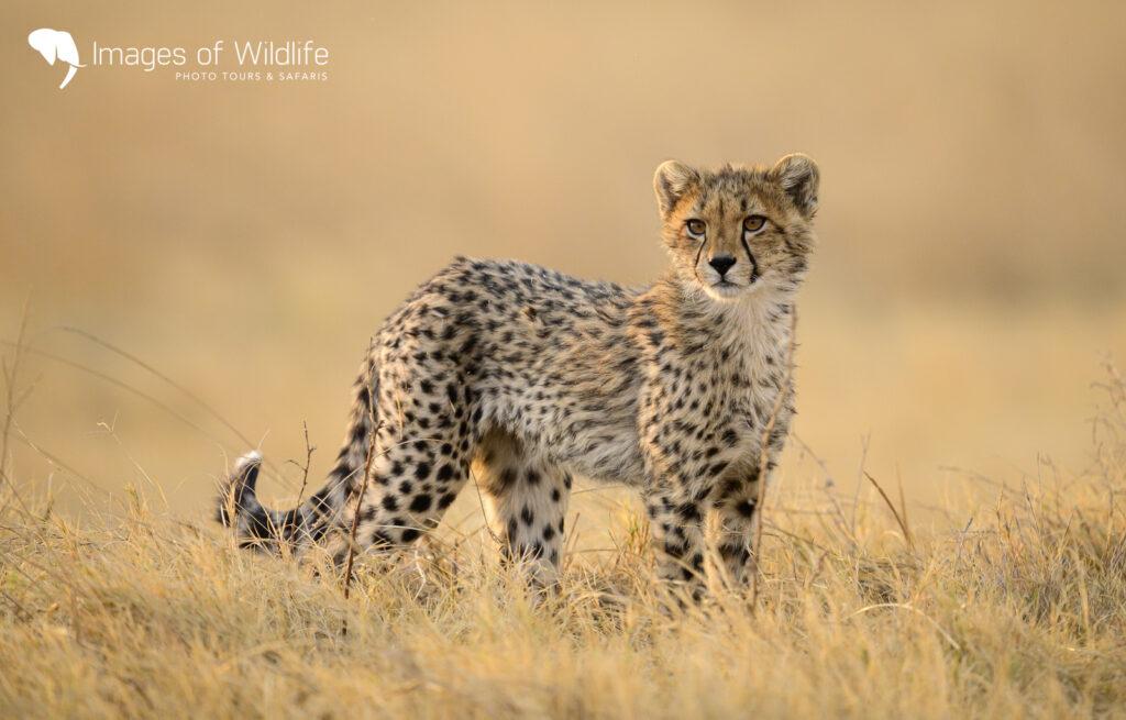 Moremi Wildlife Photography Safari