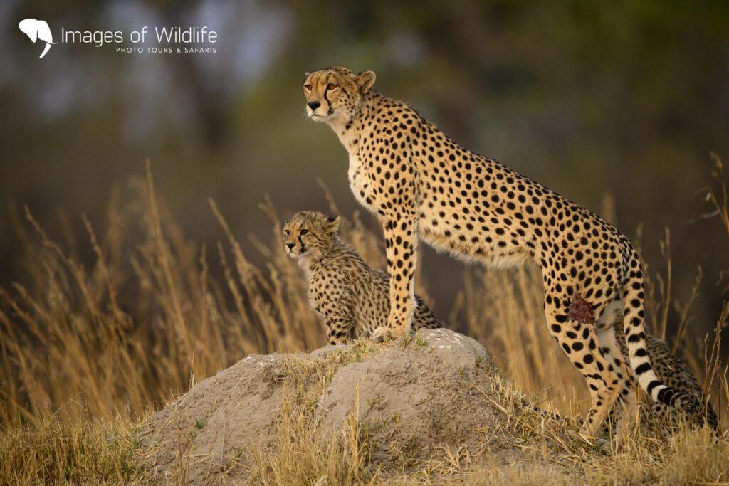 Moremi Wildlife Photography Safari