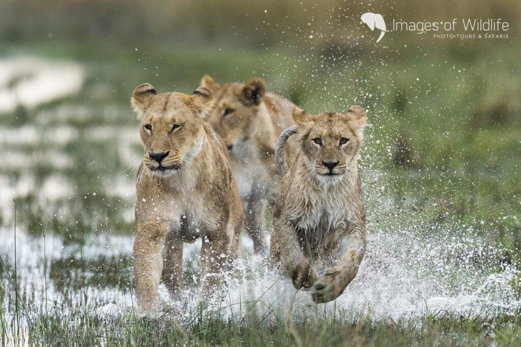 Moremi Wildlife Photography Safari