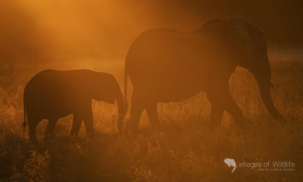 Moremi Wildlife Photography Safari
