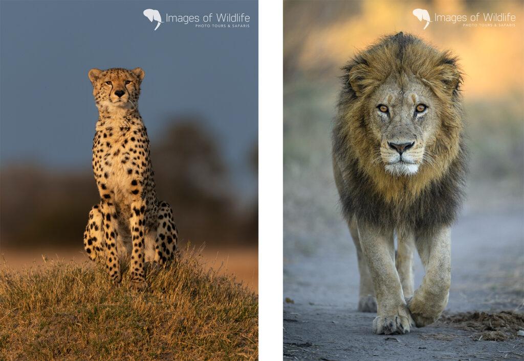 Moremi Wildlife Photography Safari