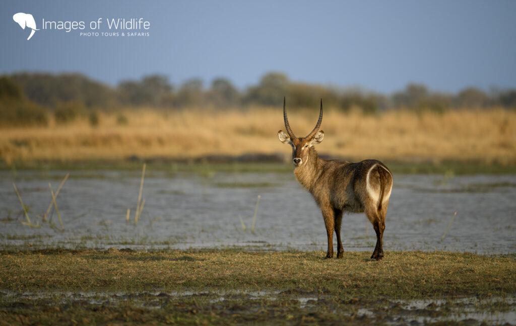 Moremi Wildlife Photography Safari