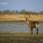 Moremi Wildlife Photography Safari