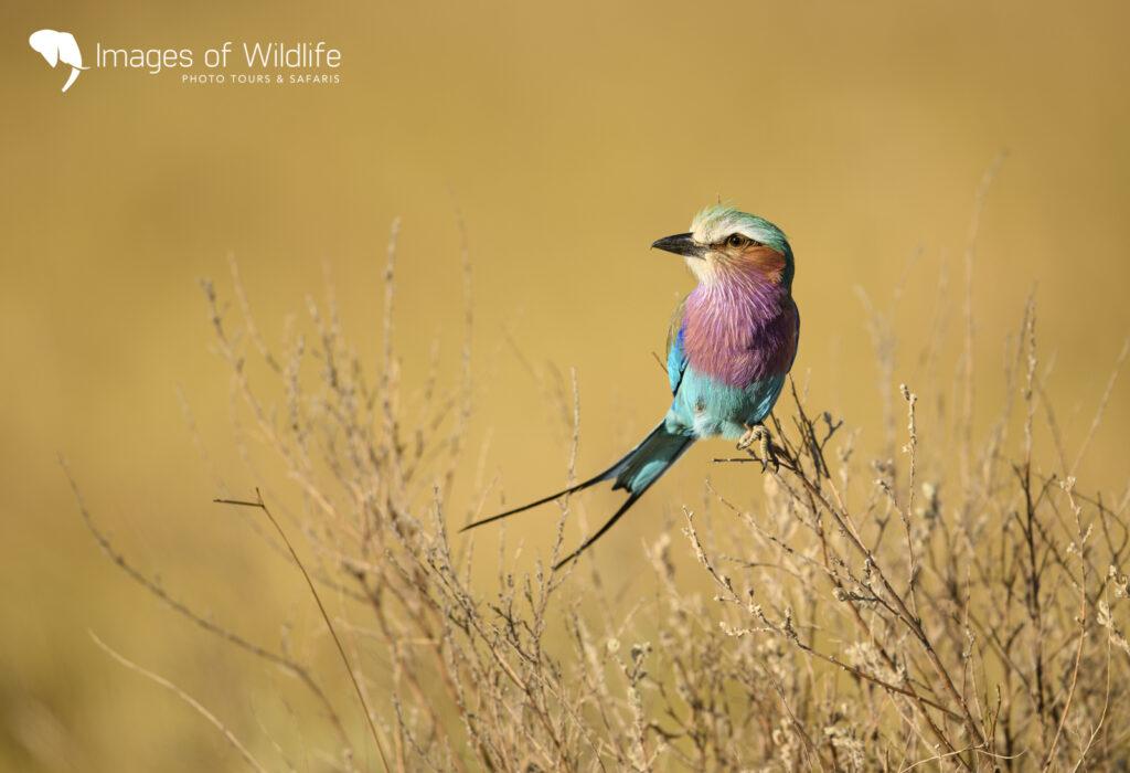 Moremi Wildlife Photography Safari