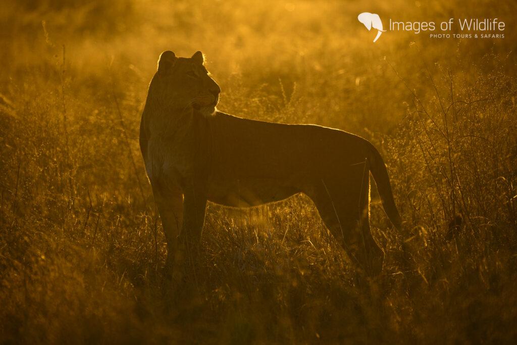 Moremi Wildlife Photography Safari