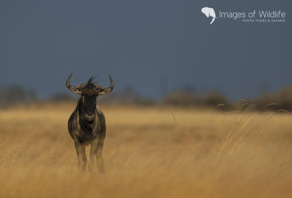 Moremi Wildlife Photography Safari