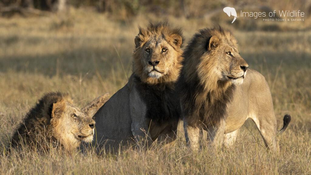Moremi Wildlife Photography Safari