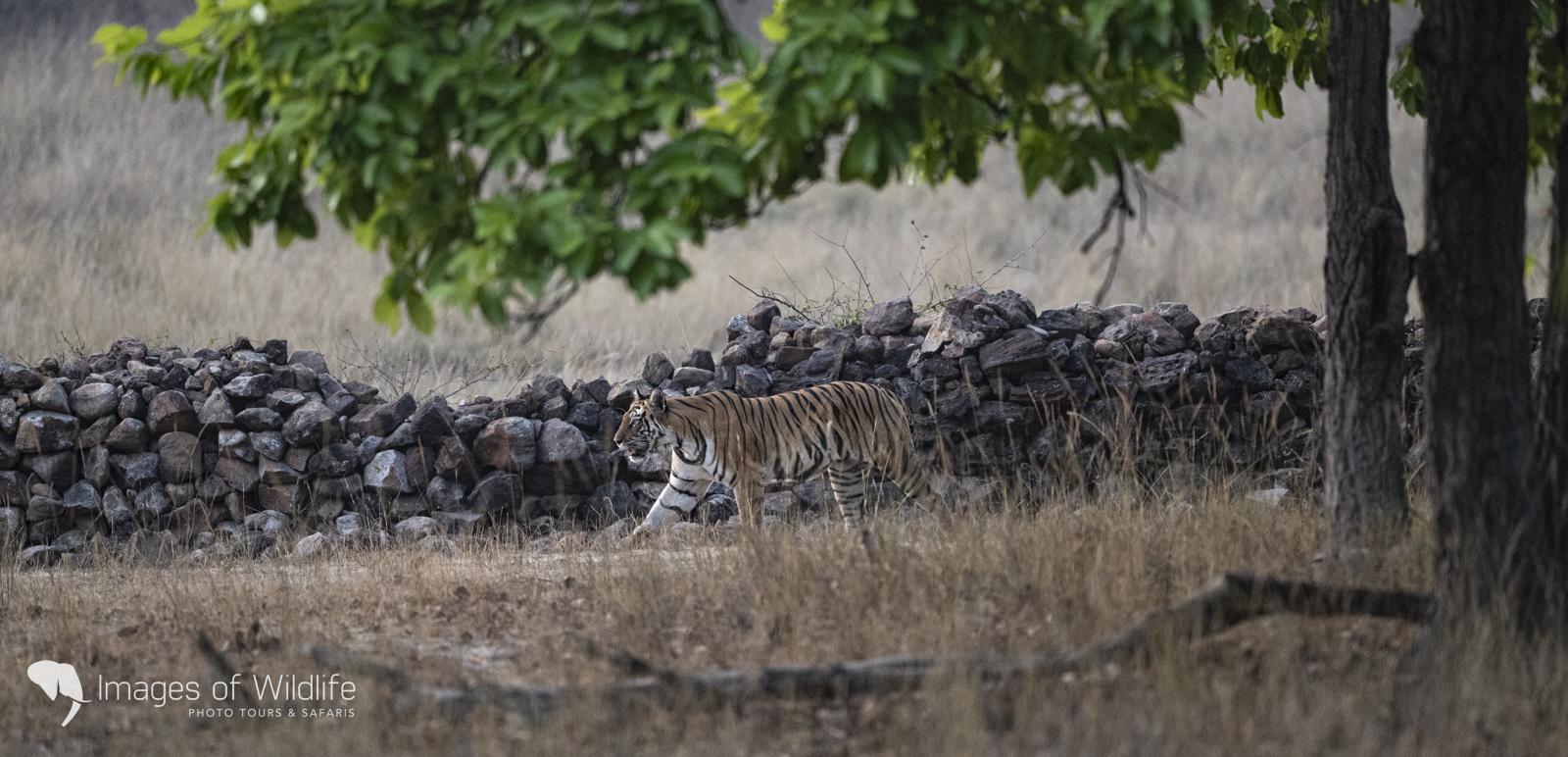 Bengal tiger in Bandhavgarh