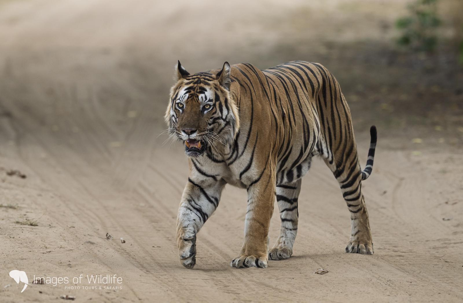 Bengal tiger in Bandhavgarh